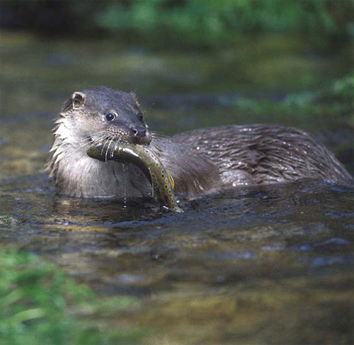 NUTRIAS DEL RÍO YAQUI