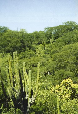 HA CAMBIADO EL DESIERTO