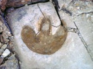 Encuentran Investigadores más huellas de dinosaurios en Esqueda