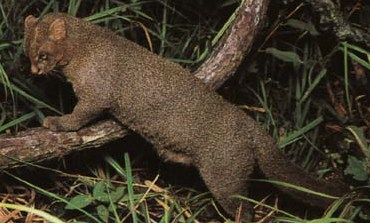 FAUNA SONORENSE